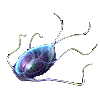 Giardia protozoan