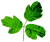 Poison oak leaves